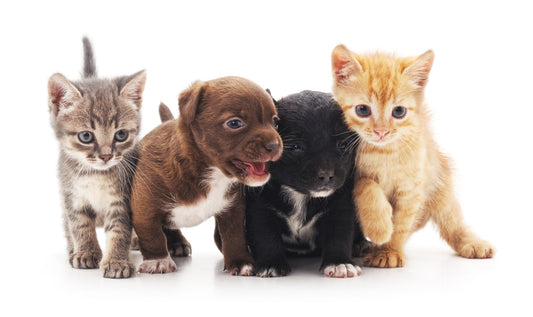Financially Ready: Understanding the True Cost of Pet Care